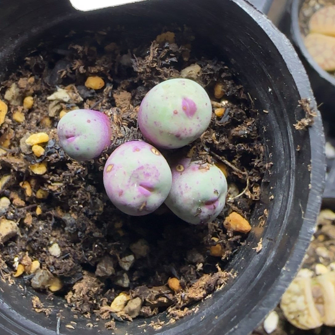 9631。默认脱土。18包邮。偏远88包邮