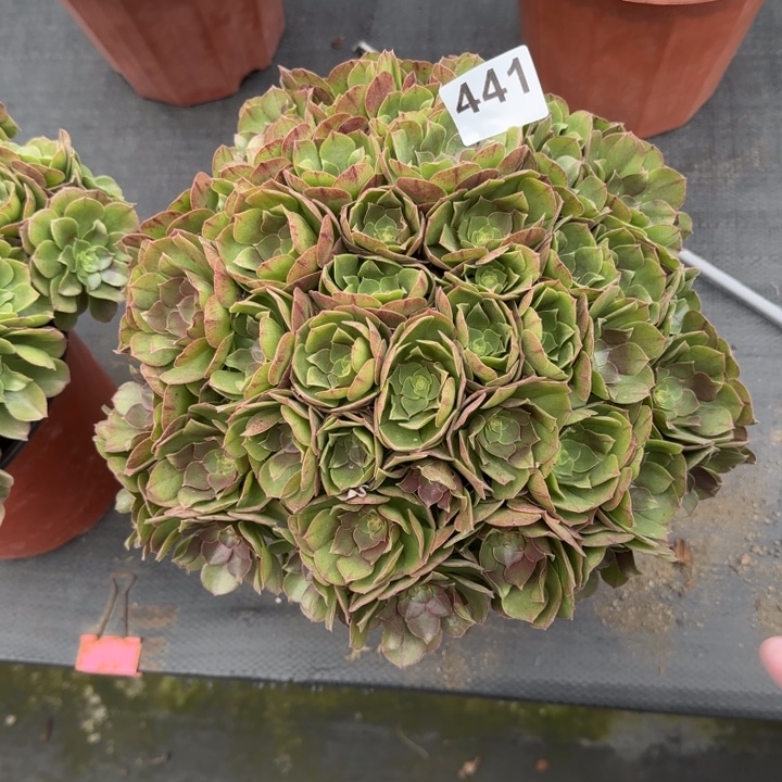 小***艾多肉植物万朵朵441