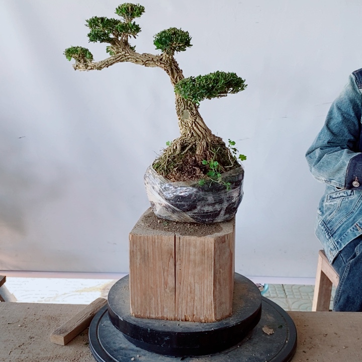 无花朵C****/广东黄杨