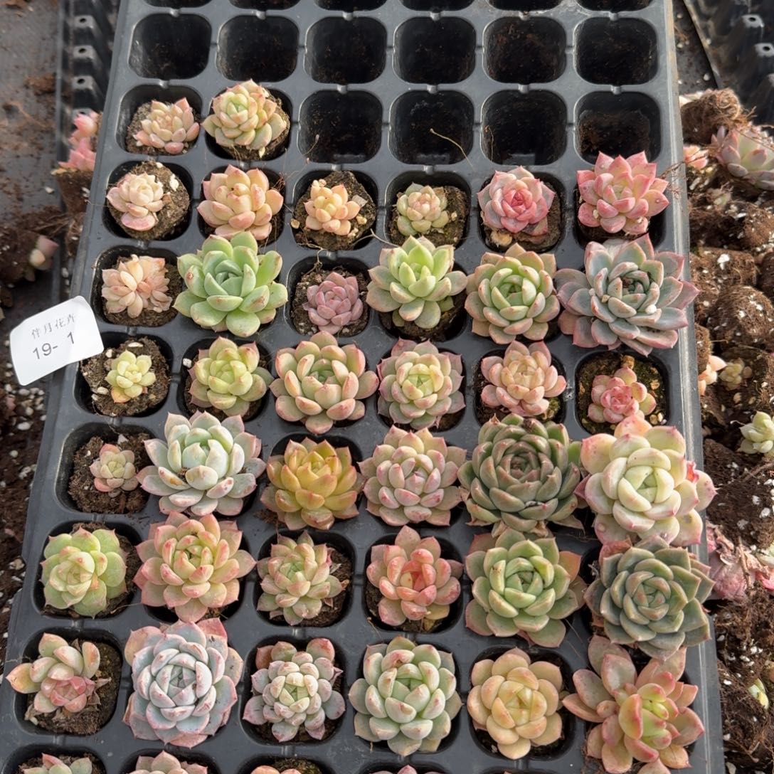 19-1多肉杂交三十颗加二十颗售后量拍只包数量左五