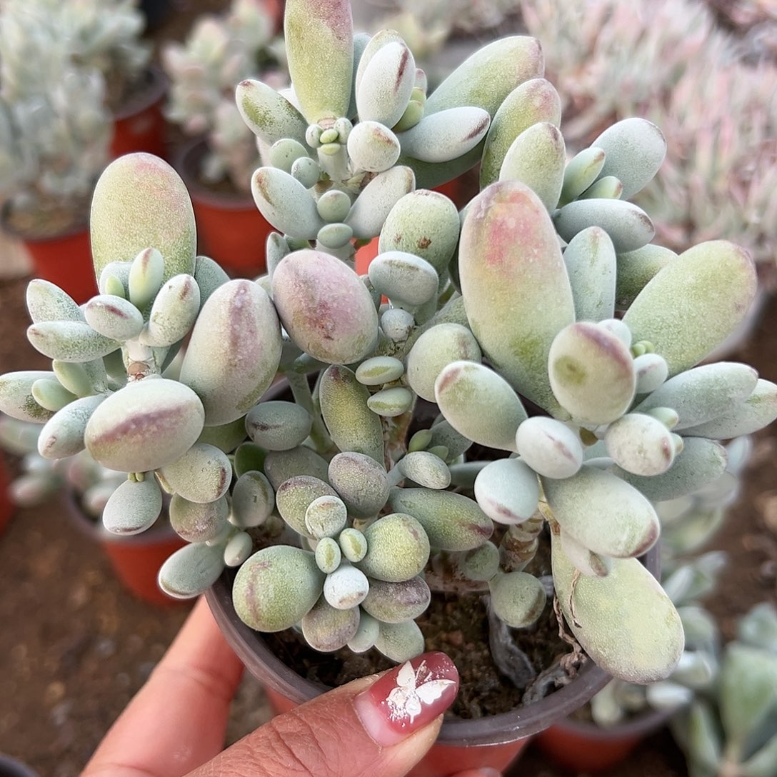 多肉植物乒乓福娘