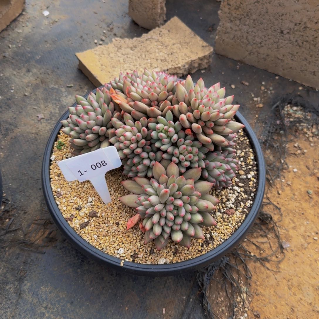 L***陈1-008二代虞福利不包损