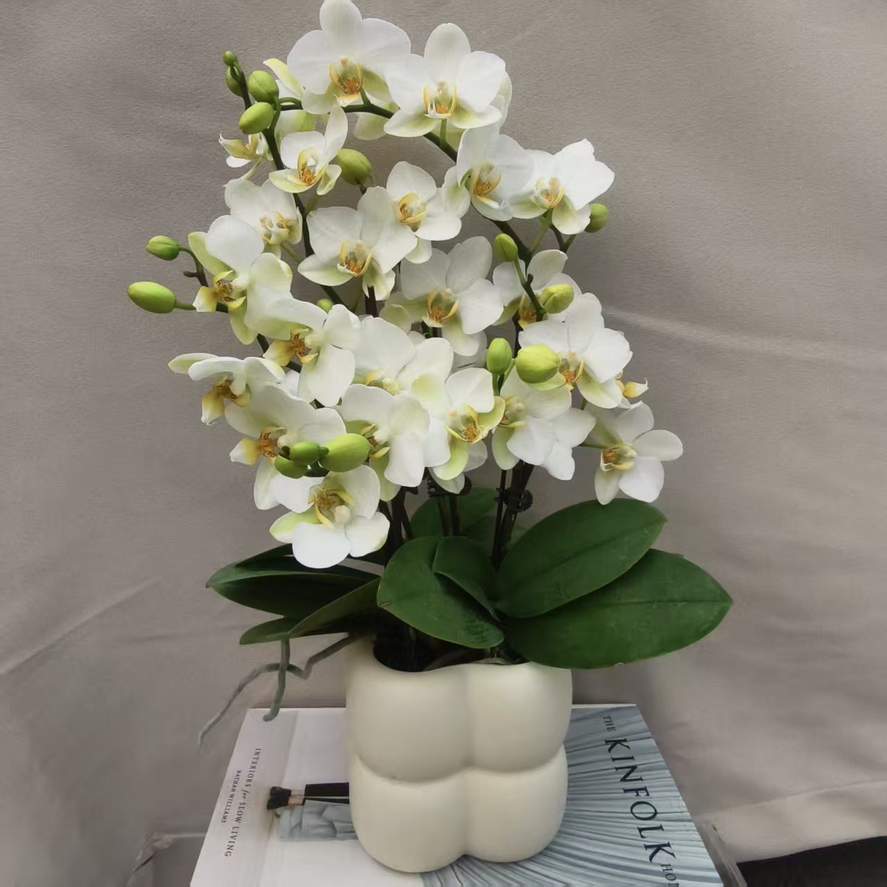 【洛桑】蝴蝶兰 好养耐养花期长 苗情优质 基地直发