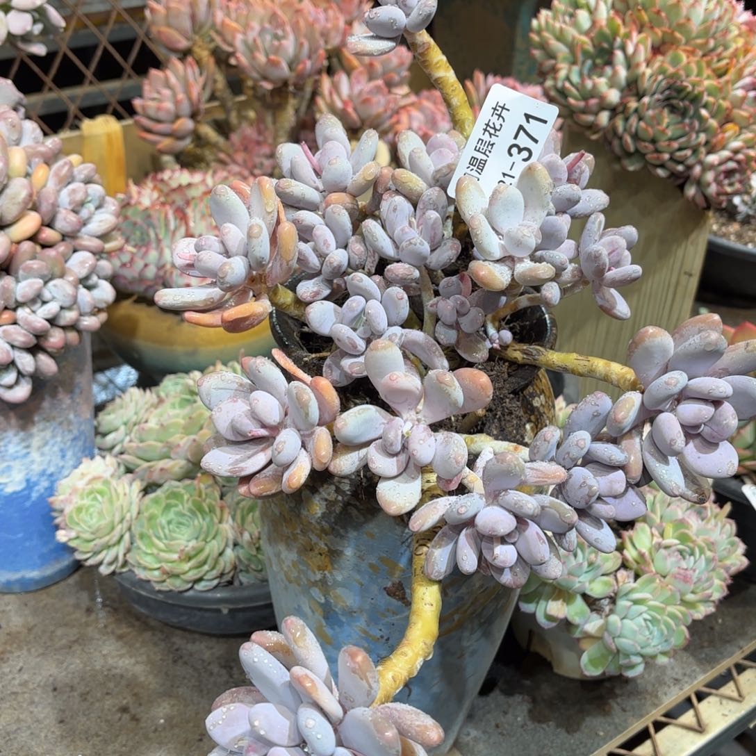 同温层多肉桃美人371