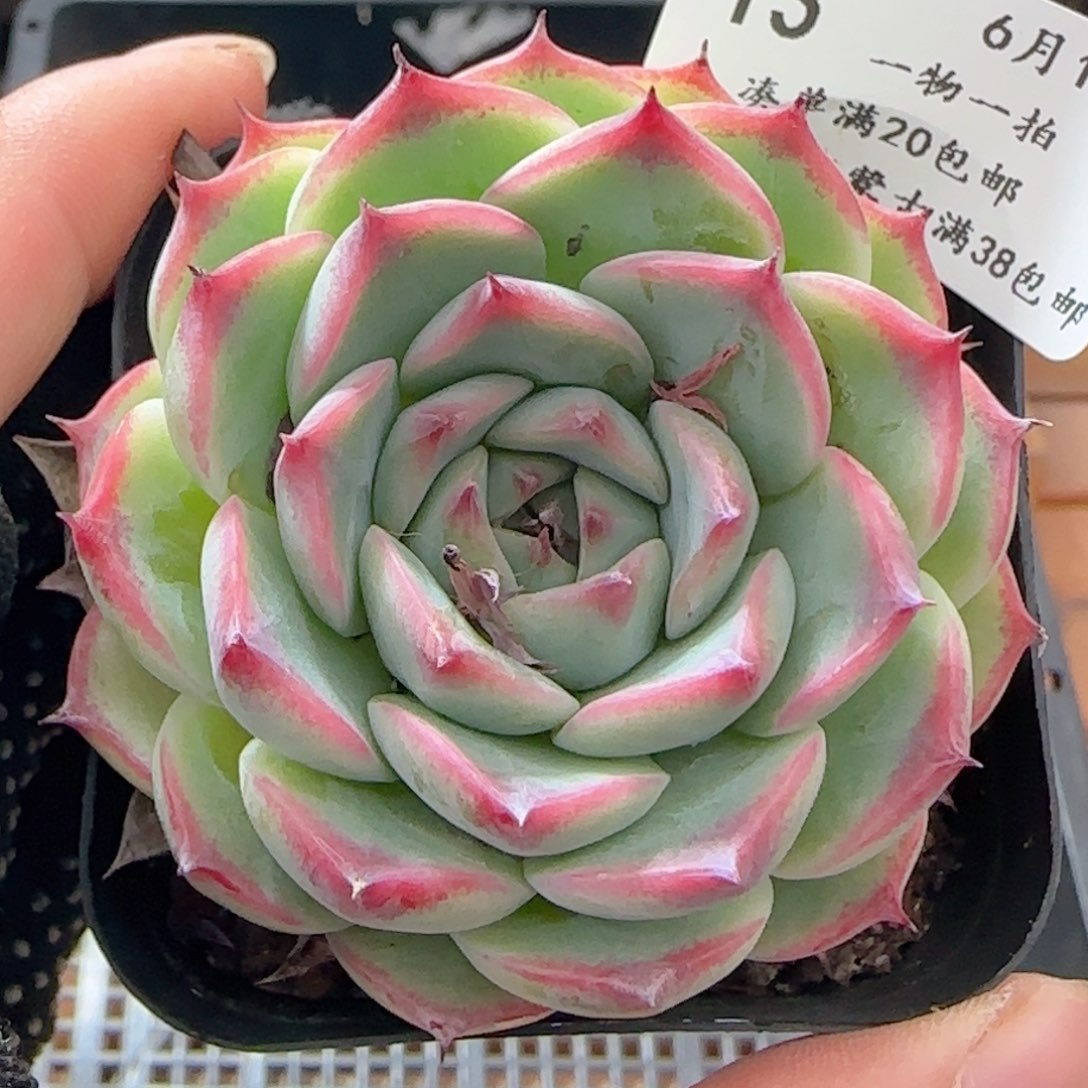 0610-13水蜜桃水蜜桃