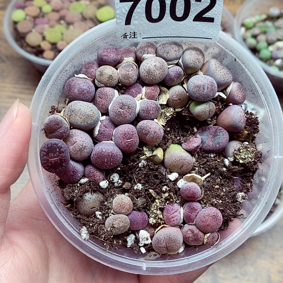 7002粉碧琉璃系列真的