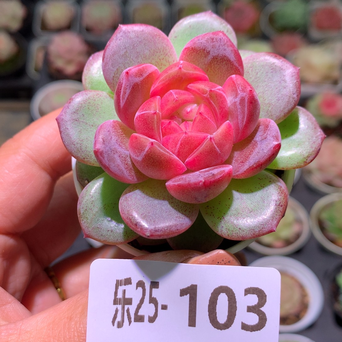 乐然25-103 绯瞳单头