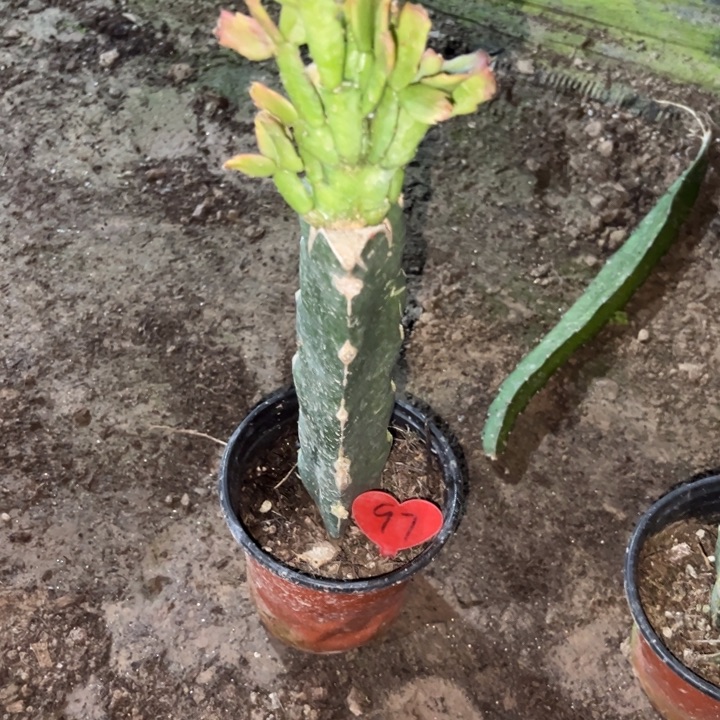 阳***阳当前无花栽培后可以开花067  97