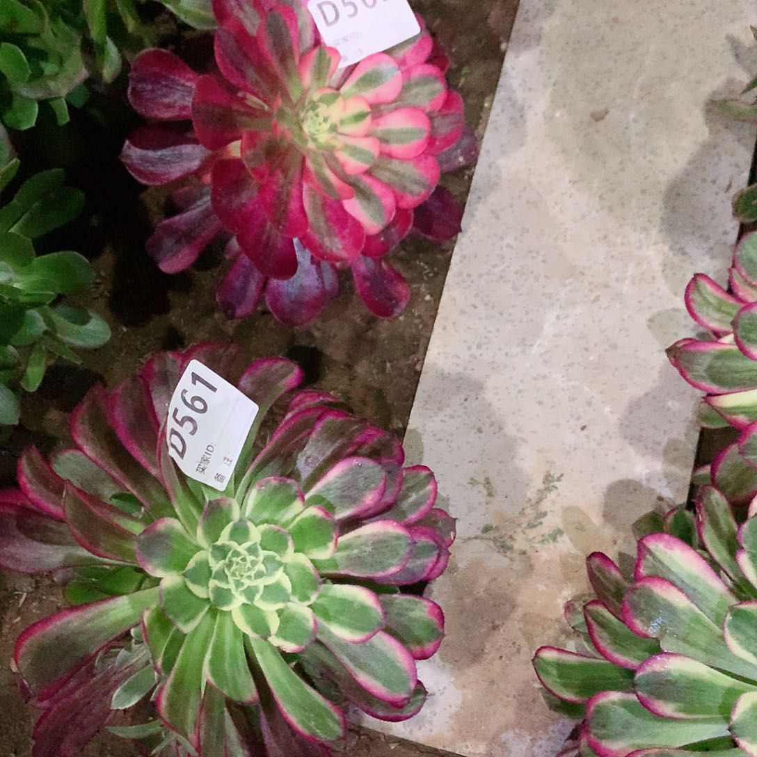 天河561➕美杜莎562