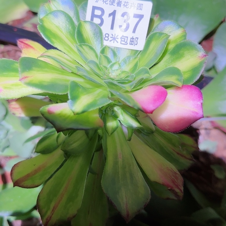 多肉法师知否朵朵