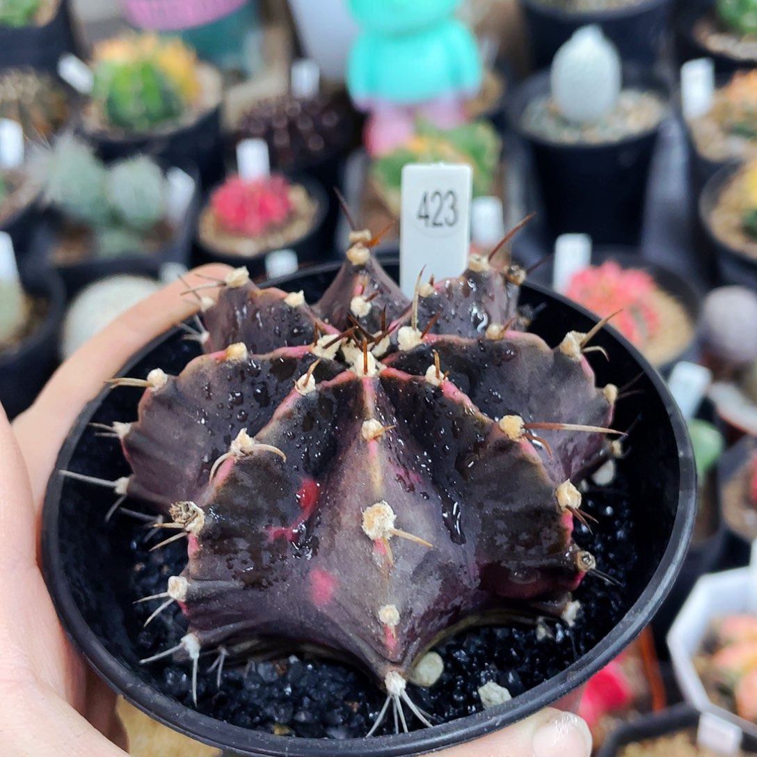 *️****非偏远地区满25包邮仙人球