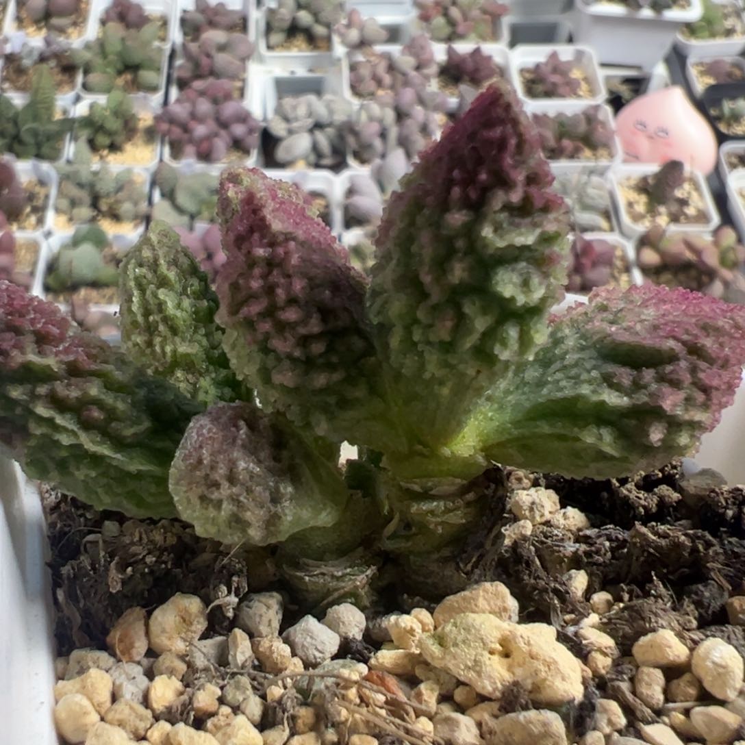 特价苍龙多头纯木质桩多肉植物