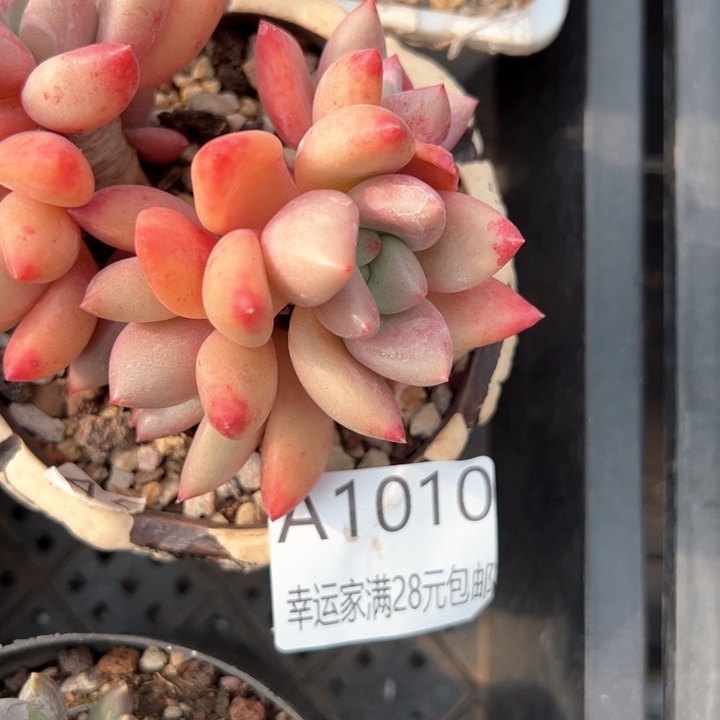 幸运颜色白色的小