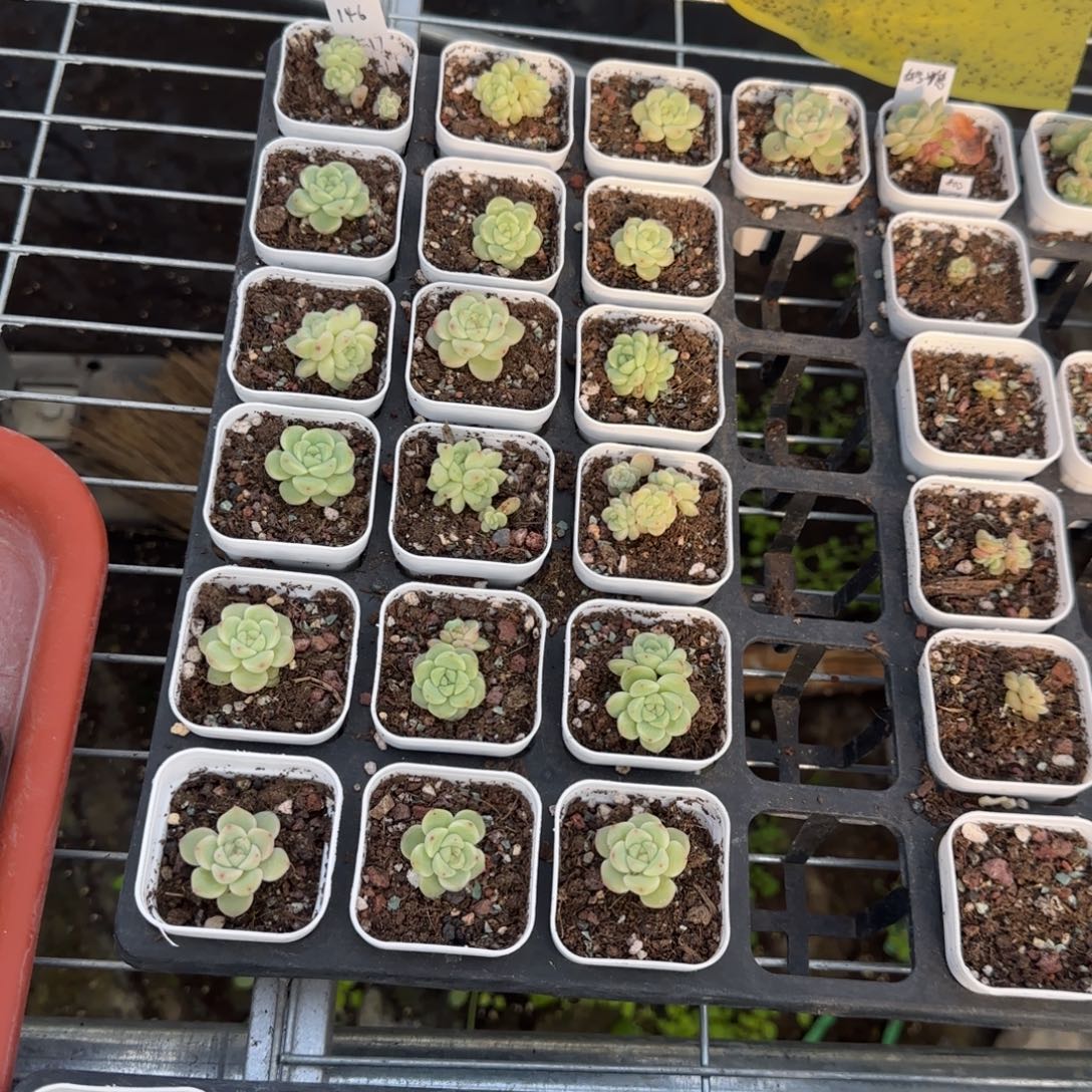 樱桃甜心146 盆1床2个满25包邮