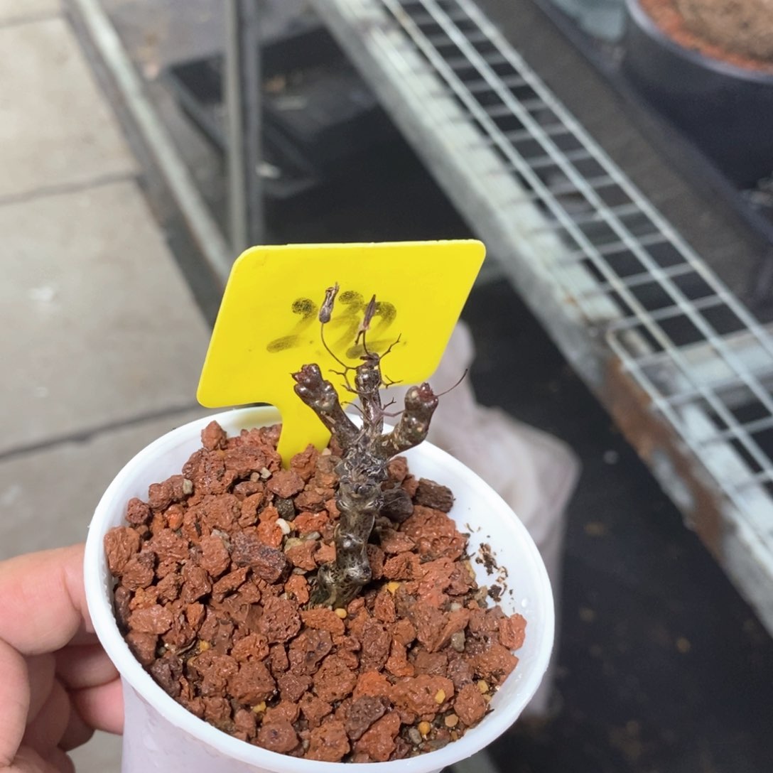 黑曼巴多肉植物一个