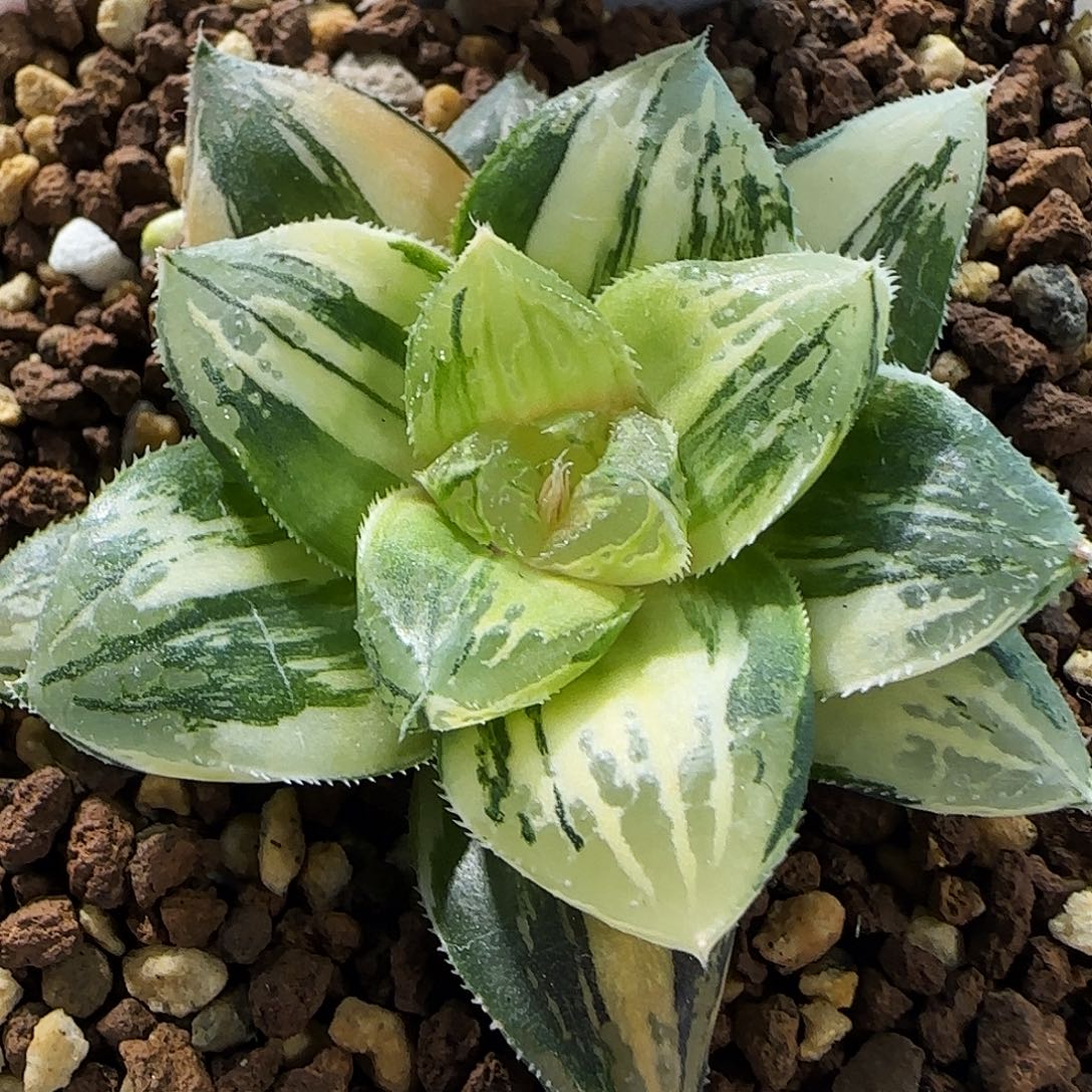 380号玉露寿锦一物一拍带盆土