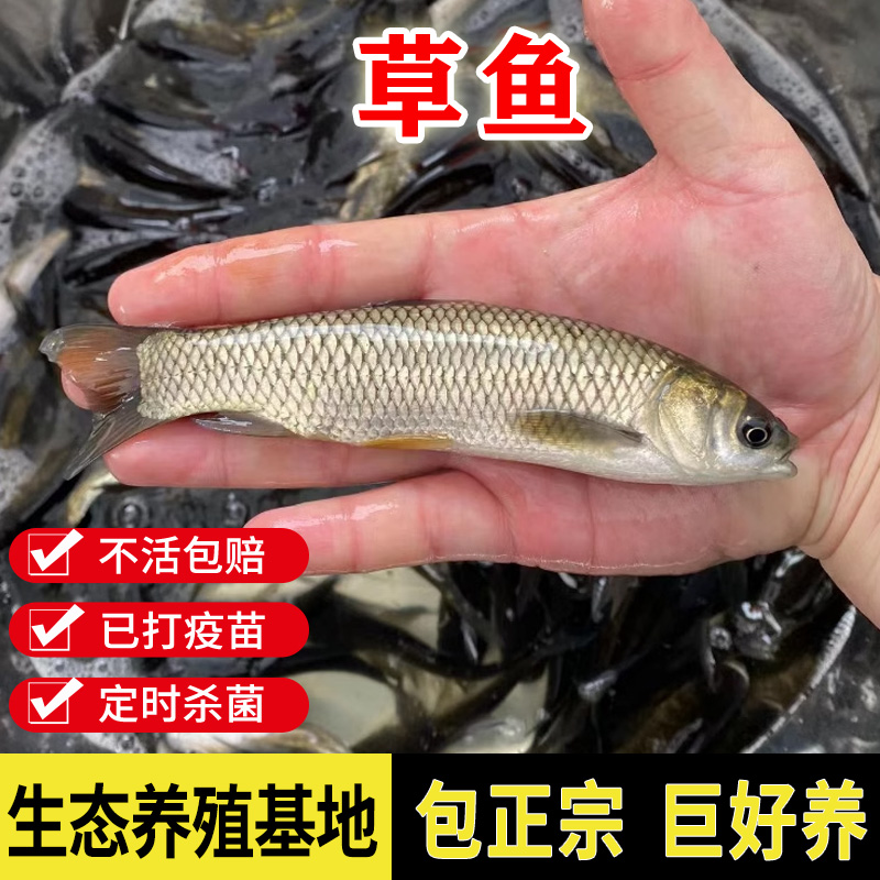 草鱼草混子皖鱼好养鱼塘淡水养殖广东惠州包邮直发观赏