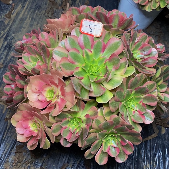 雨荷老桩捧花法师5号