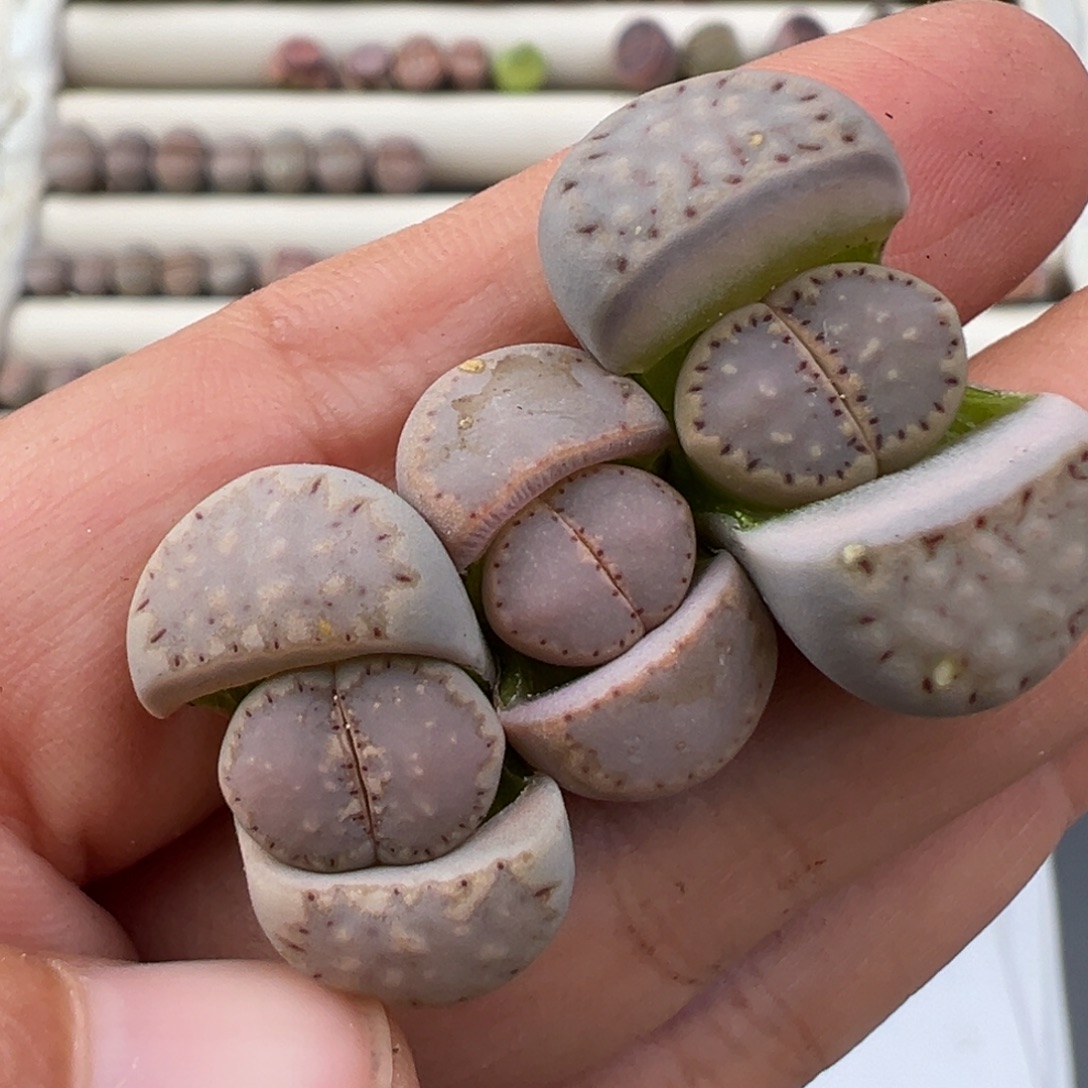 12.24好看的多肉脱土发货672