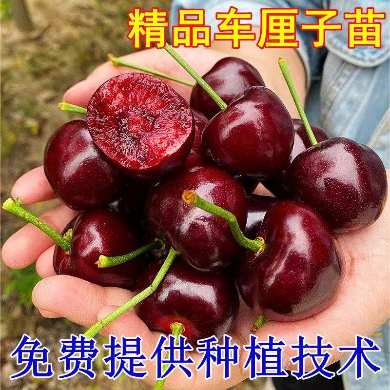 4-5公分车厘子树苗可以盆栽地栽