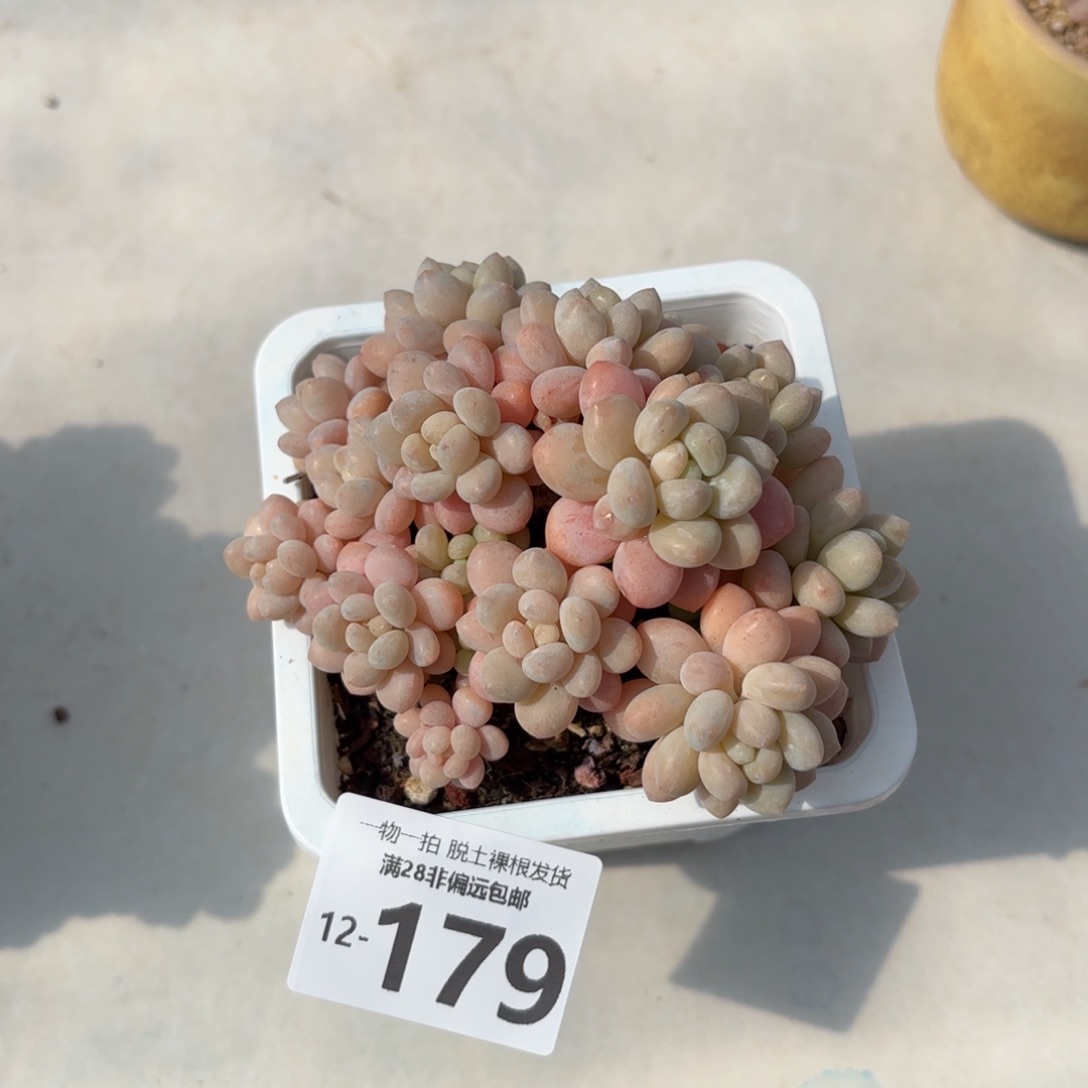 鱼子酱老桩整群多肉