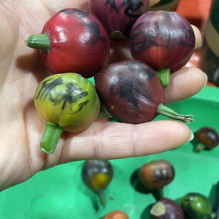 奔***哥完全开放君子兰四季开花吸收甲醛