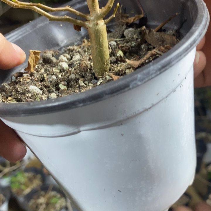 买***玩波叶带盆土发货植物