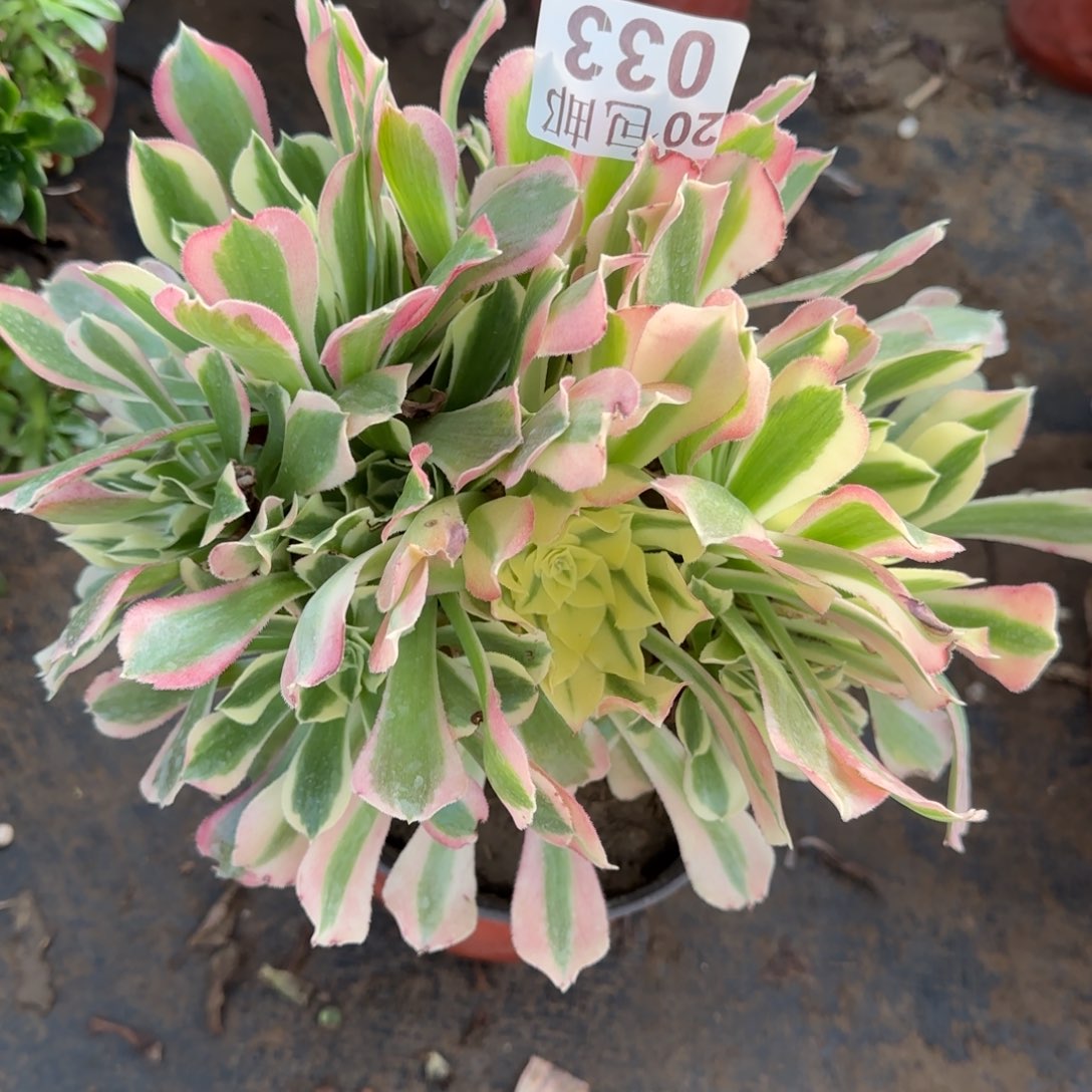 雨花石033满20包邮断枝不包