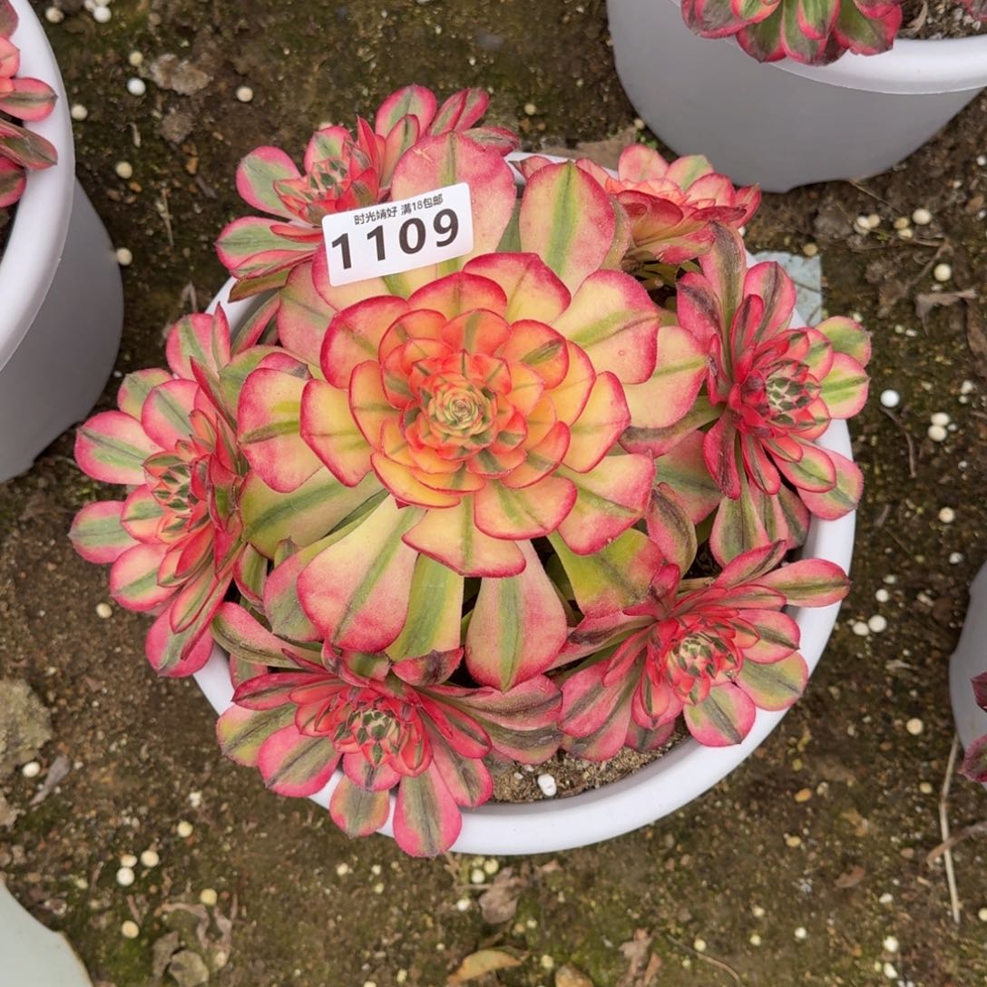 1109荔枝多肉植物