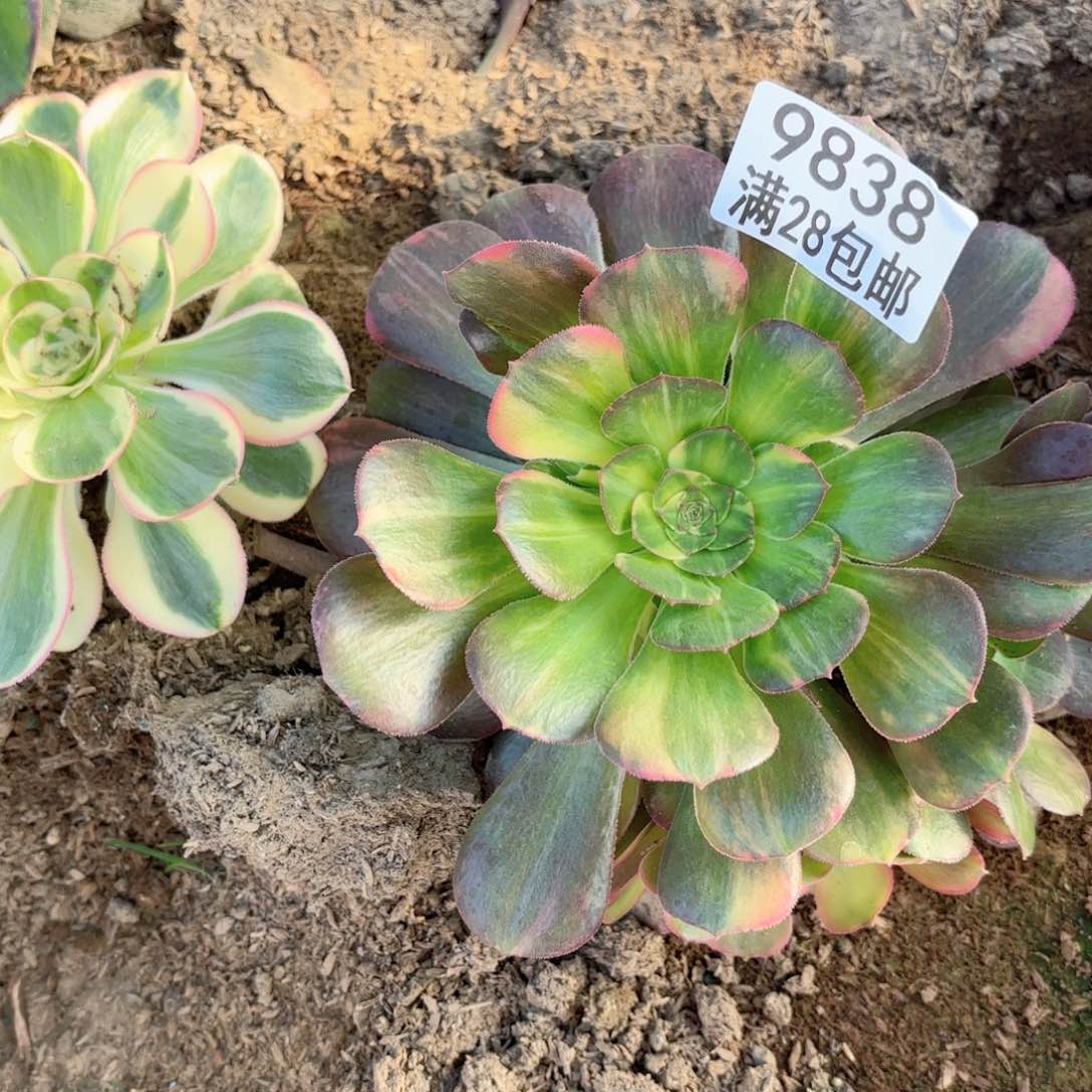 A. 9838流星雨有砍