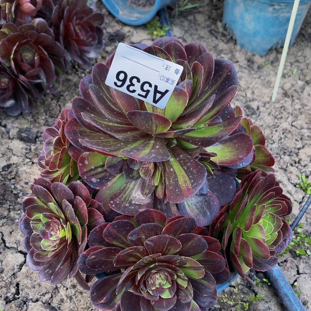 花月夜法师32–8包邮