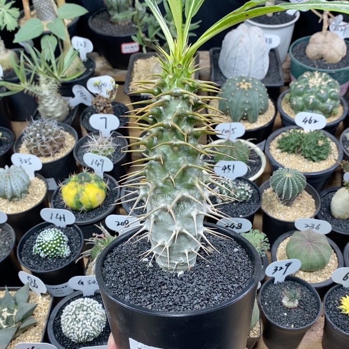 83号实生安博棒槌 高度15cm