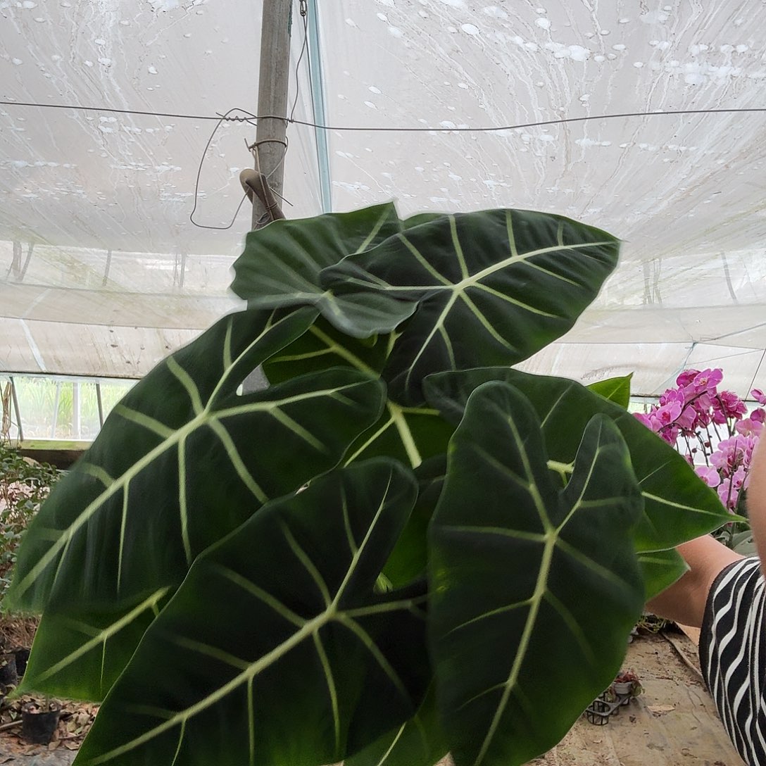 完全开放双科老桩绿天鹅一棵