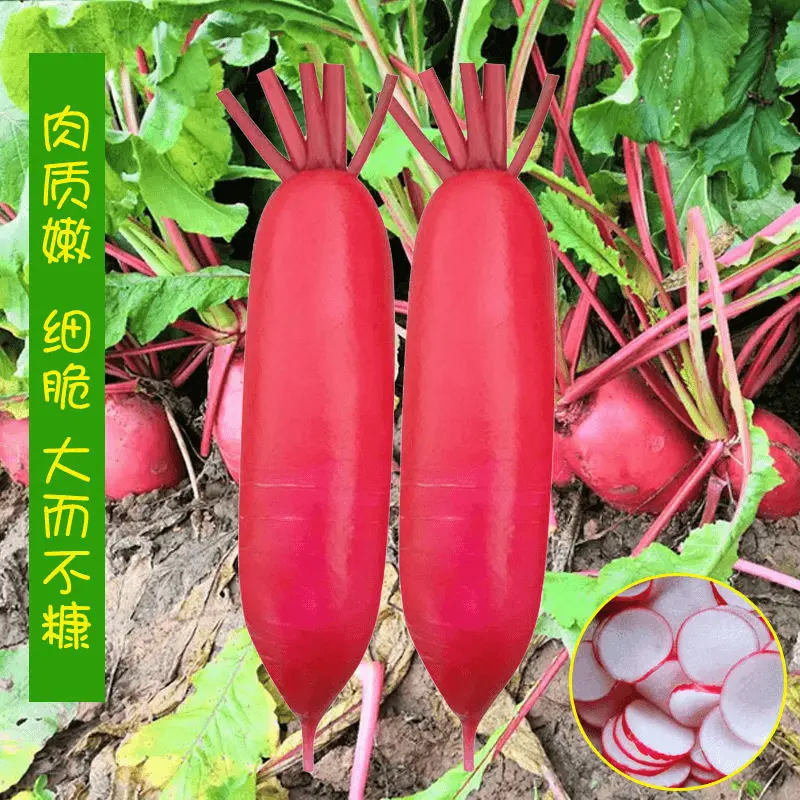 甜脆水萝卜种子红皮白肉萝卜种籽早熟脆甜种子