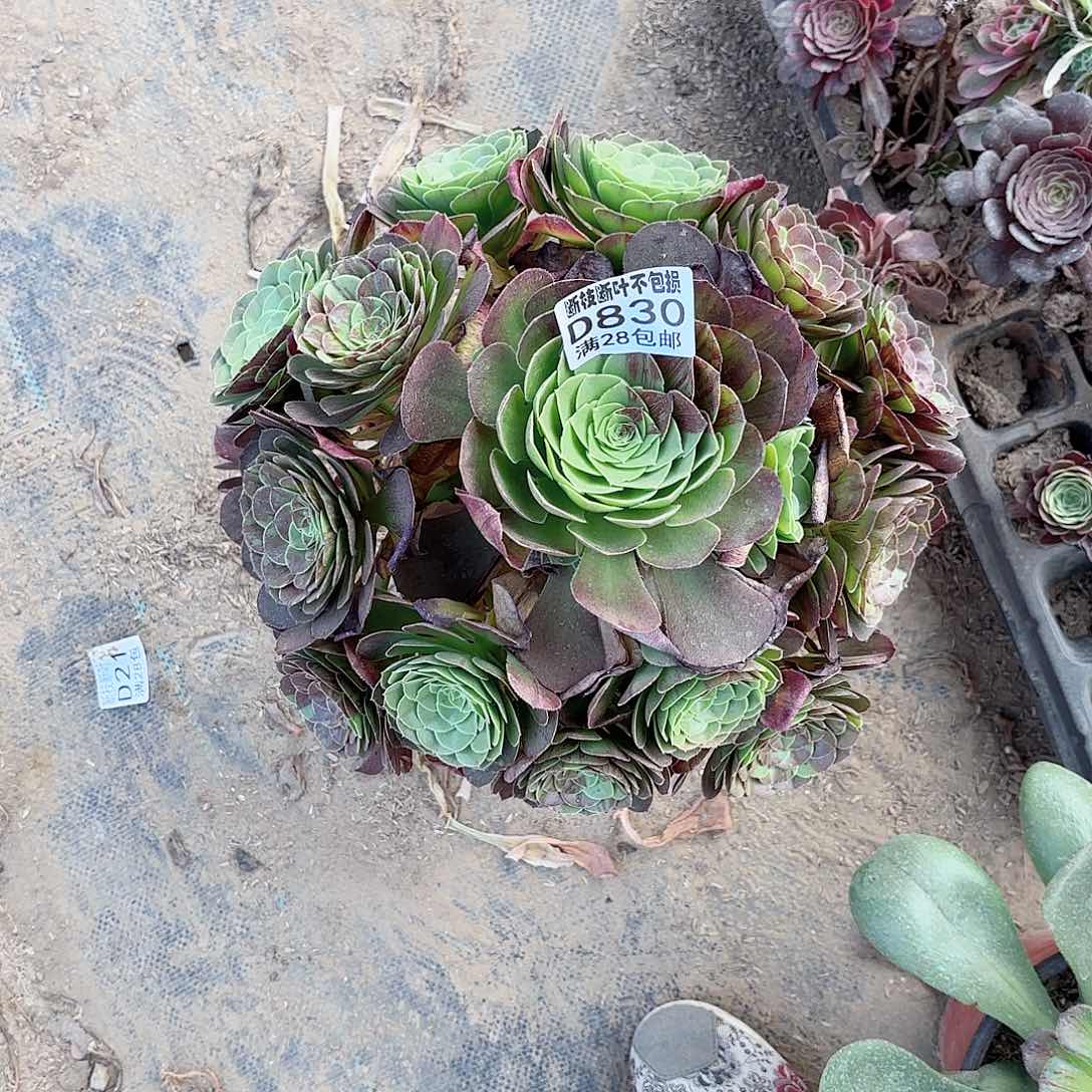 T. 830花月夜多肉11112