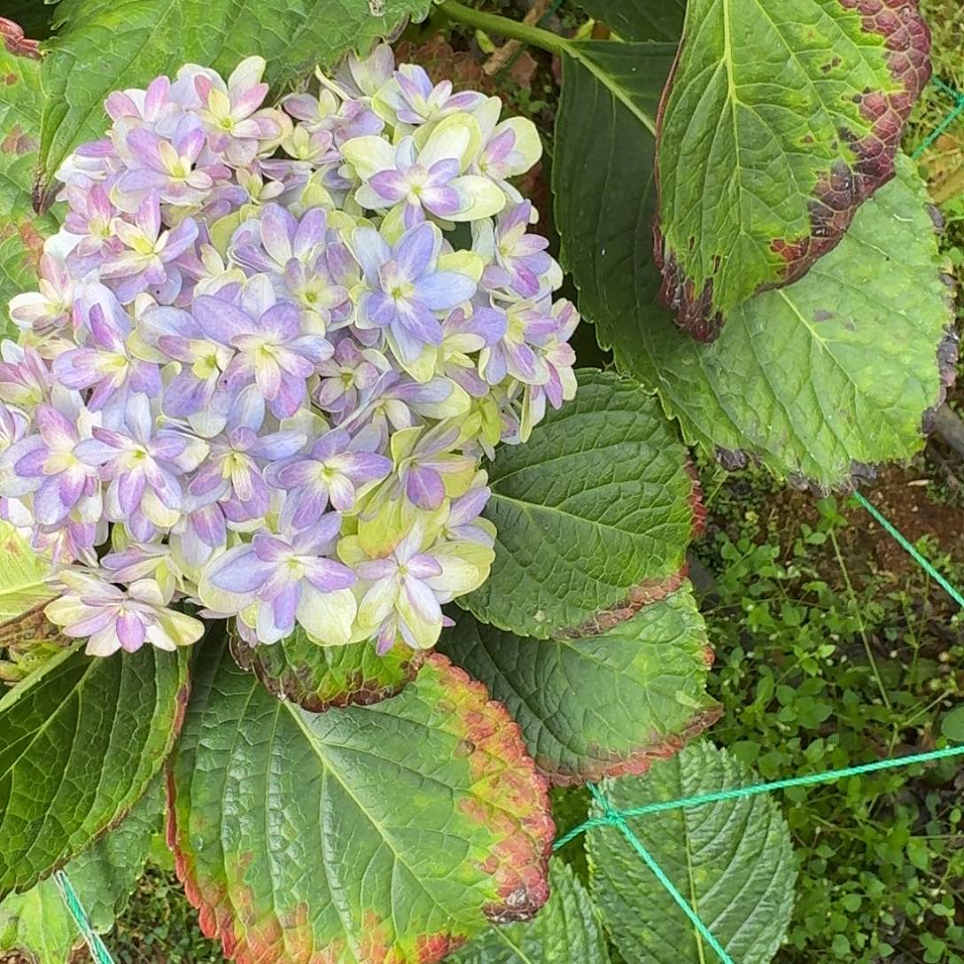 大部分花苞少量开放29