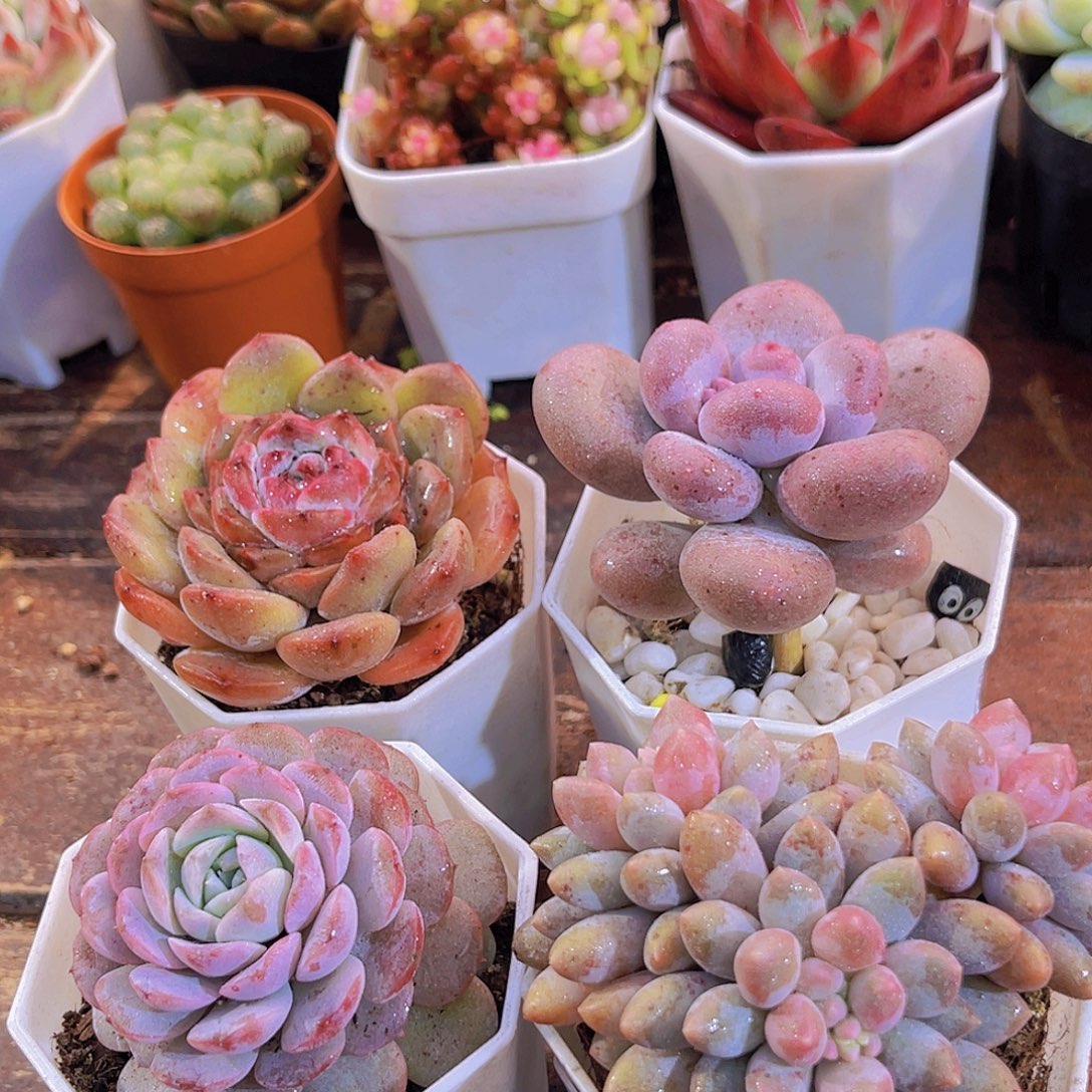 溏心➕胖美人➕恩宠➕蓝舍香水