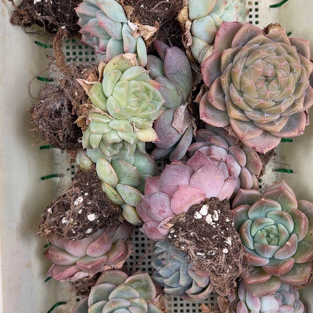 多肉植物一物一拍3-57