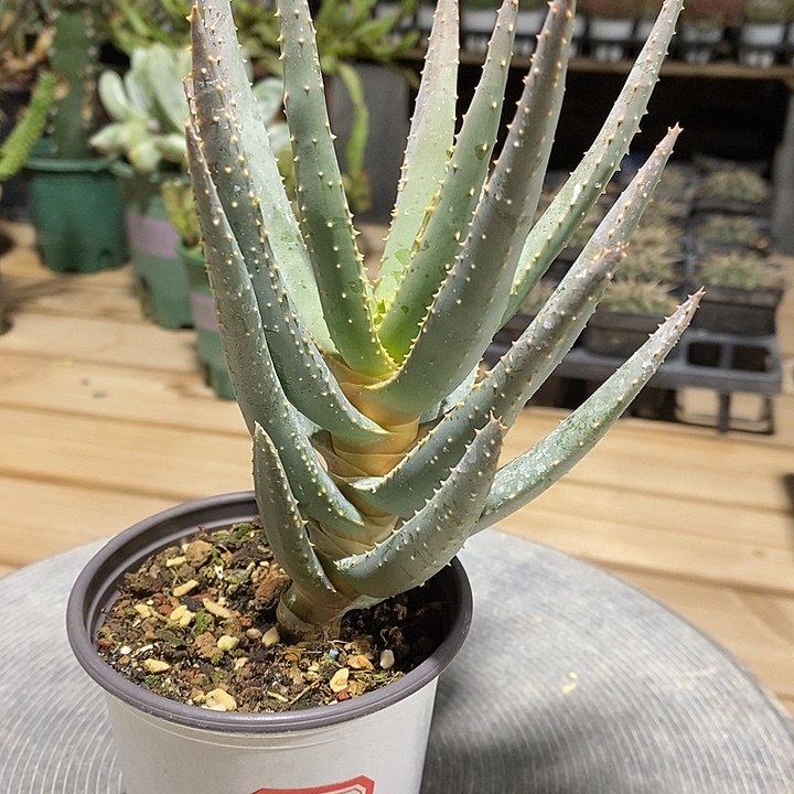 完美主义者勿拍二岐芦荟