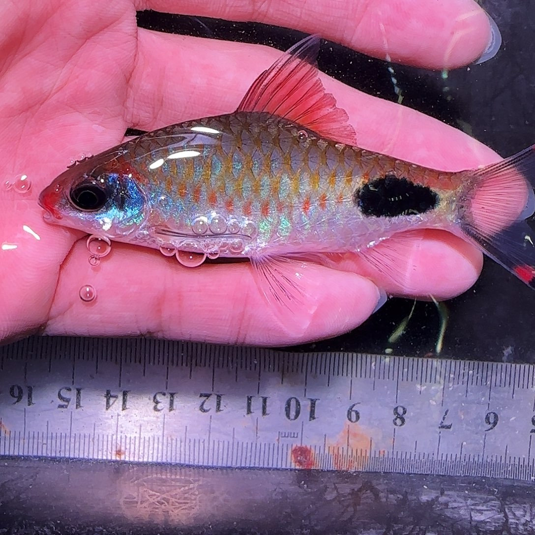 灯科鱼红线373737