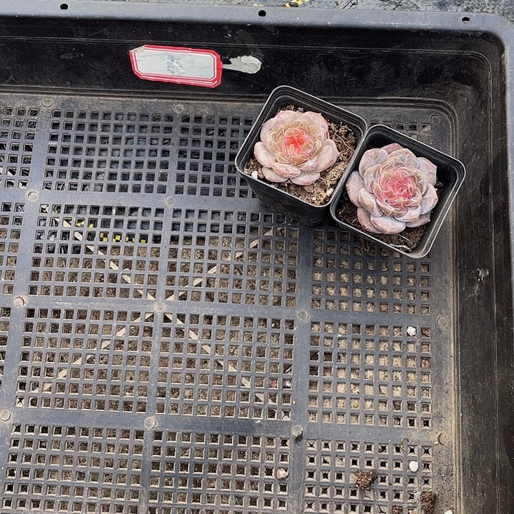 熬***、90号筐带盆土发货