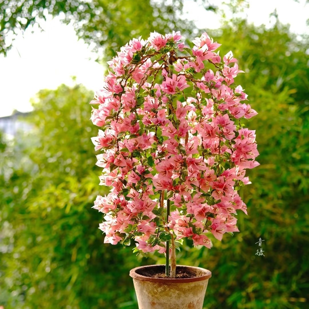 【斑叶米罗】0.35加仑杯苗三角梅四季开花好养易活适合庭院阳台种植