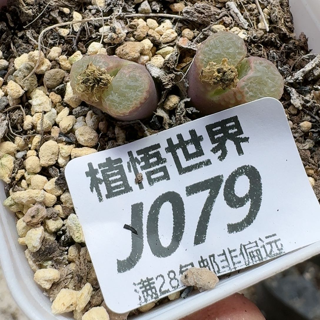 多肉植物的润泽egh