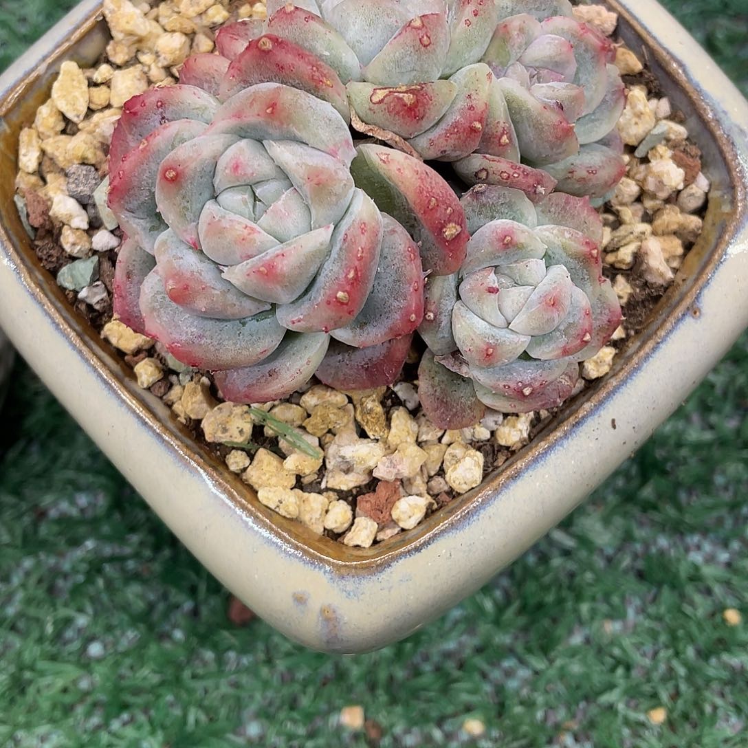 默***石化一物一拍28包邮非偏远