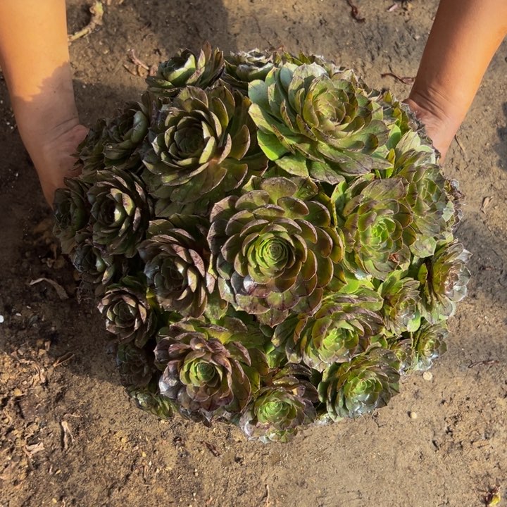 48.8万拉丝一棵包邮