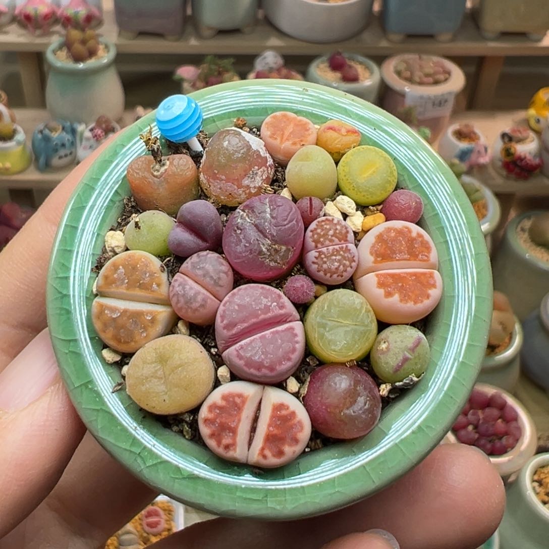 多肉植物178号彩色混合