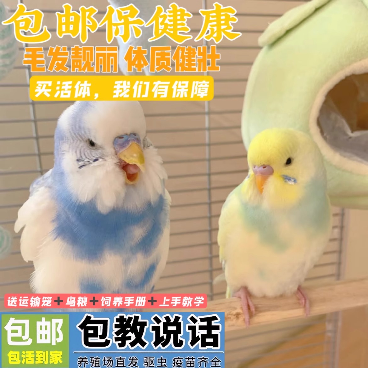 纯手金彩大头虎皮鹦鹉活鸟雏鸟小鸟亲人会说话适合老人小孩学生党