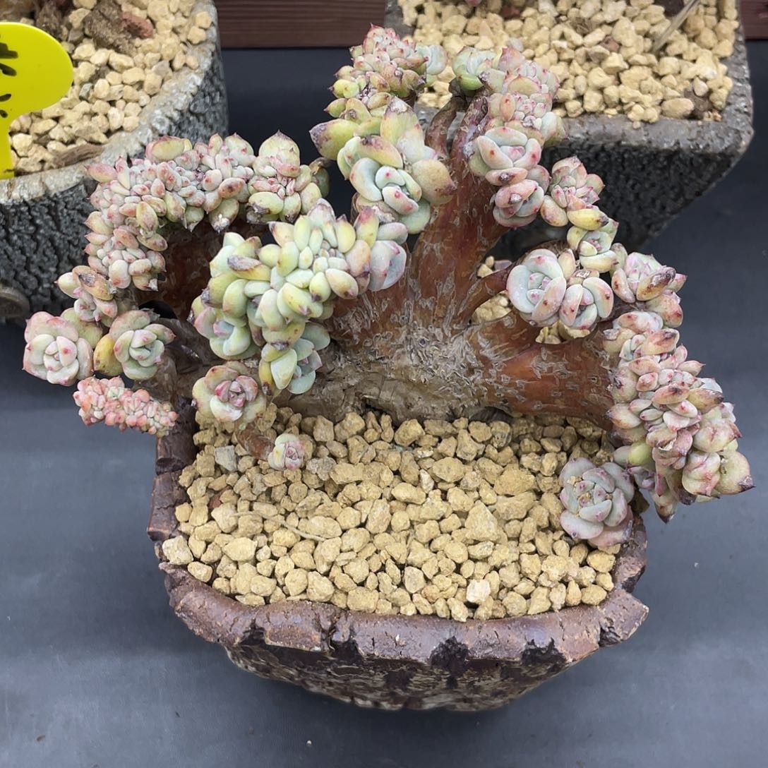 实生星影缀化。     