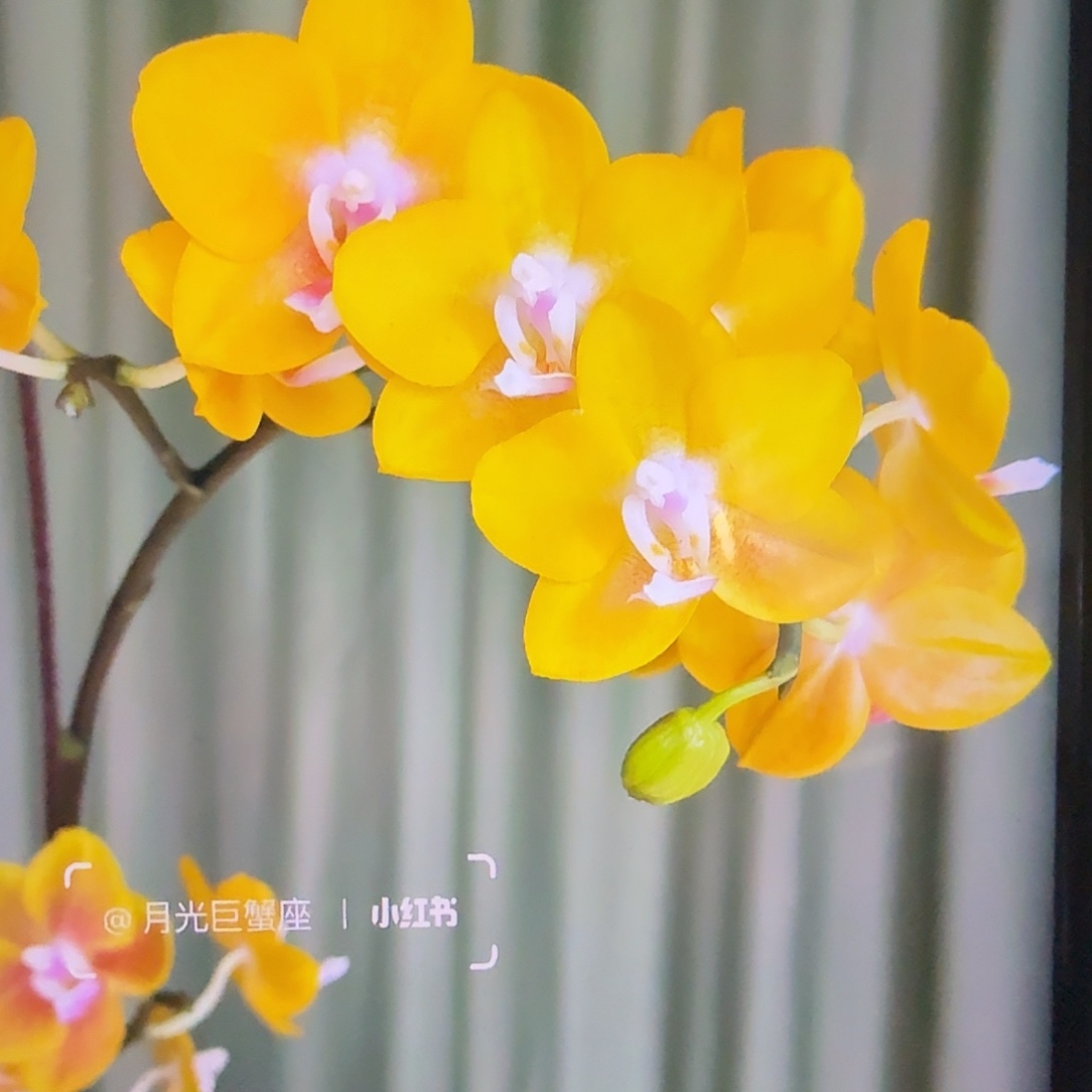 当前无花栽培后可以开花香水黄金2.8带梗