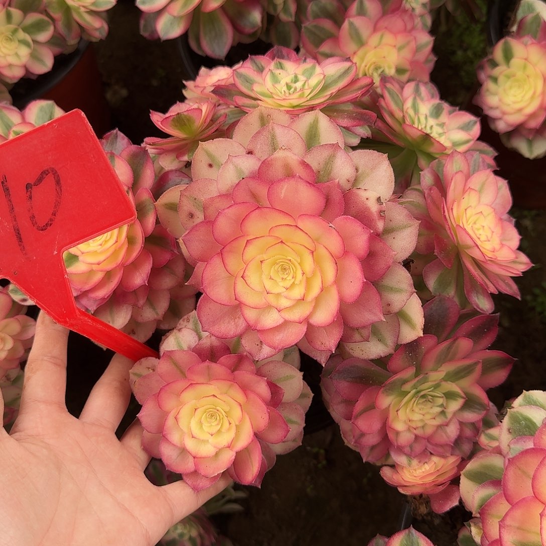 4110倾城多肉法师